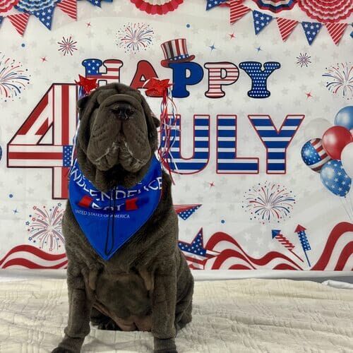 Dog sitting during 4th of July themed pet photoshoot in Glendale Arizona
