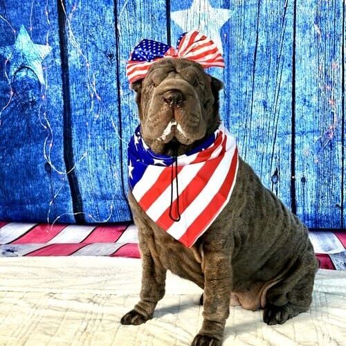 Dog sitting during 4th of July themed pet photoshoot in Glendale Arizona