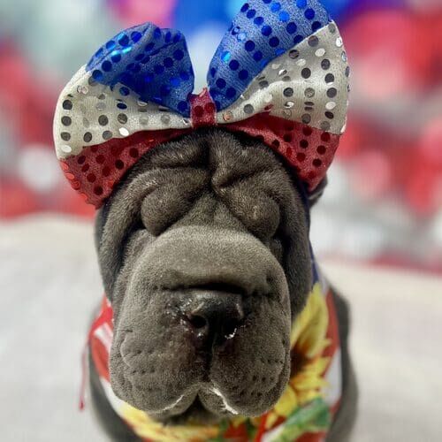 Dog posing for holiday pet photoshoot with themed props