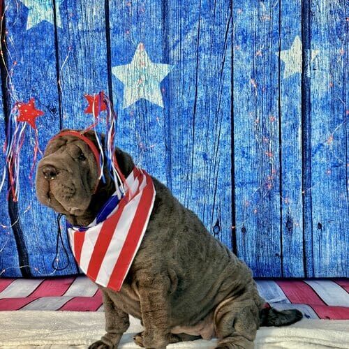 Dog posing for holiday pet photoshoot with themed props