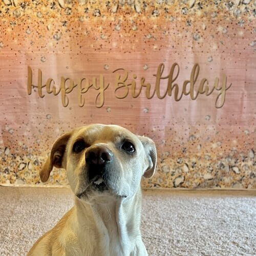 Professional dog photography capturing personality and holiday moments