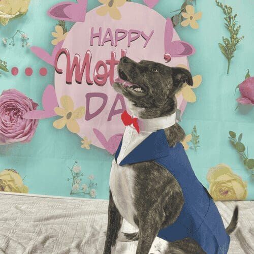 Dog wearing tuxedo during Mother’s Day photoshoot