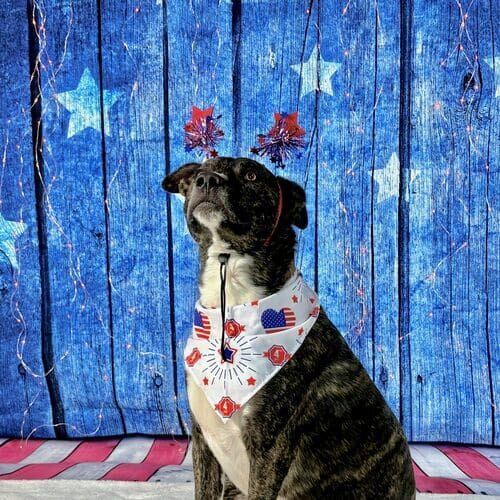 Dog wearing Uncle Sam hat during 4th of July dog photoshoot
