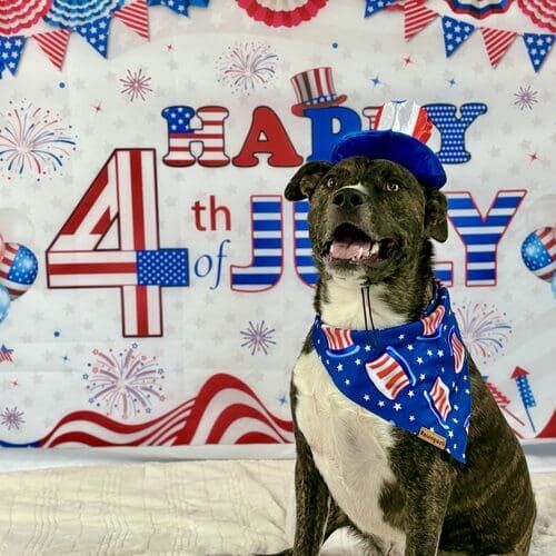 Dog wearing Uncle Sam hat during 4th of July dog photoshoot