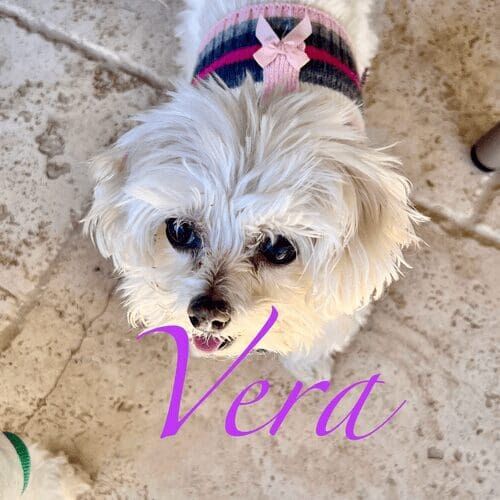 Senior small dog named Vera receiving in-home pet sitting care in Glendale Arizona