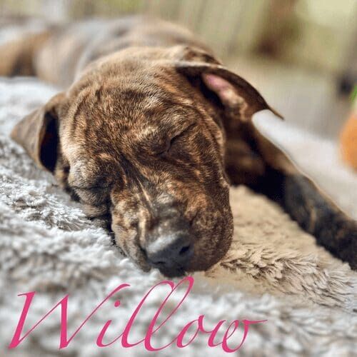 Brindle pitbull puppy named Willow practicing obedience training during an in-home session in Glendale Arizona
