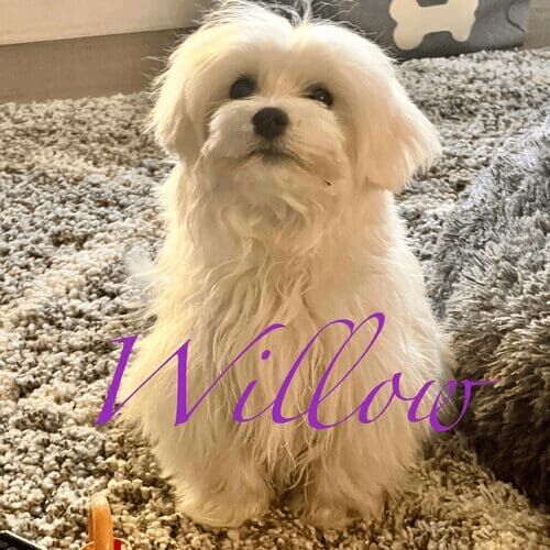 Puppy named Willow learning potty training during a structured training session in Phoenix Arizona