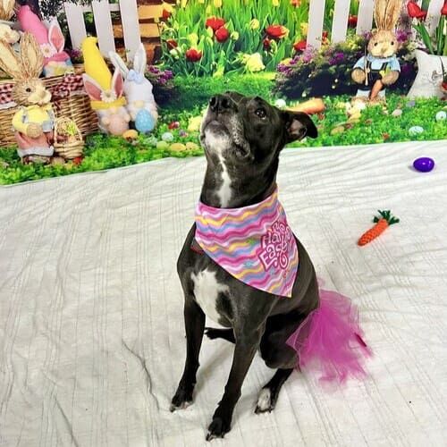 Rescue black pitbull mix Zoe wears a pink tutu during an Easter themed photoshoot in Glendale, AZ