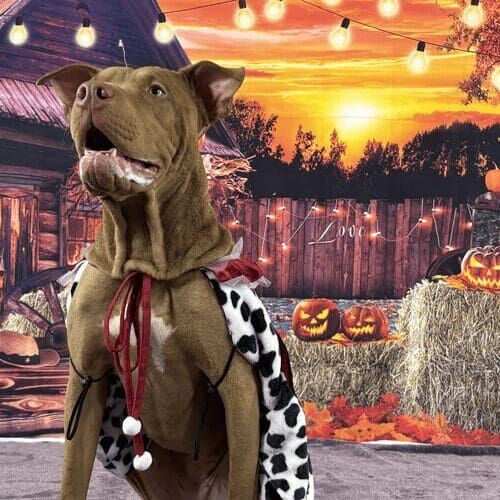 XL bully named Mella wearing royalty costume during Halloween photoshoot