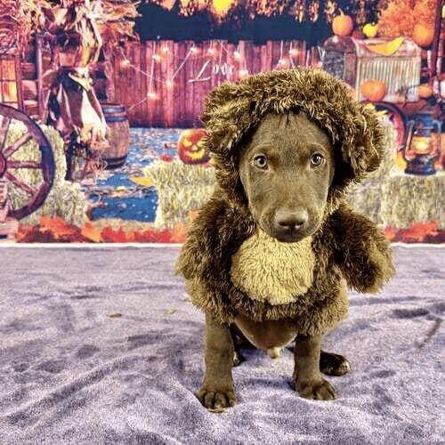 Foster puppy dressed as teddy bear during Halloween photoshoot