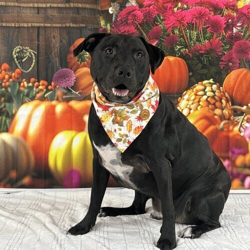 Black pitbull named Apollo participating in fall dog photoshoot