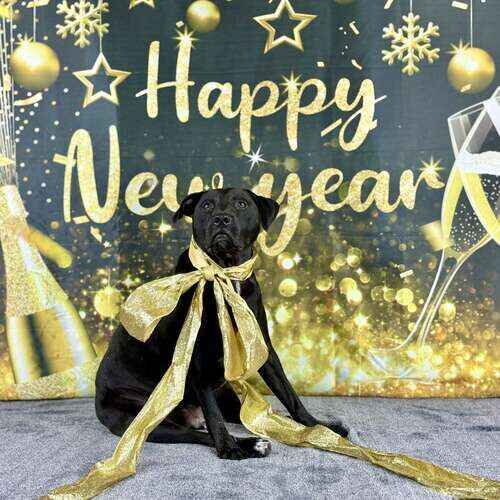 Black pitbull named Apollo wearing gold bow during New Year photoshoot