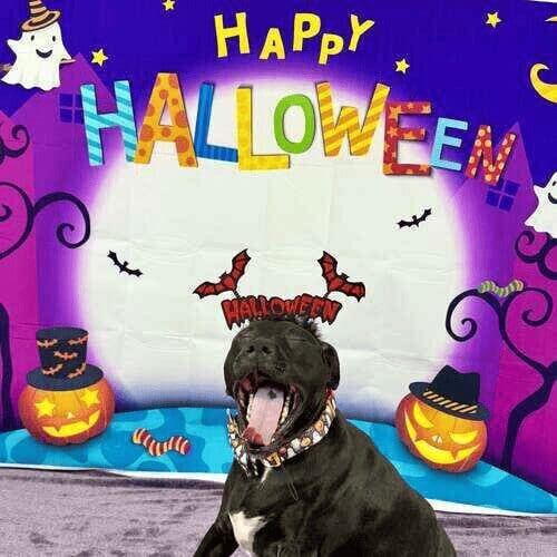 Black pitbull named Apollo participating in Halloween photoshoot