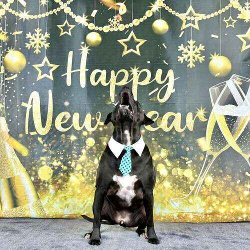 Black pitbull named Apollo celebrating New Year during photoshoot