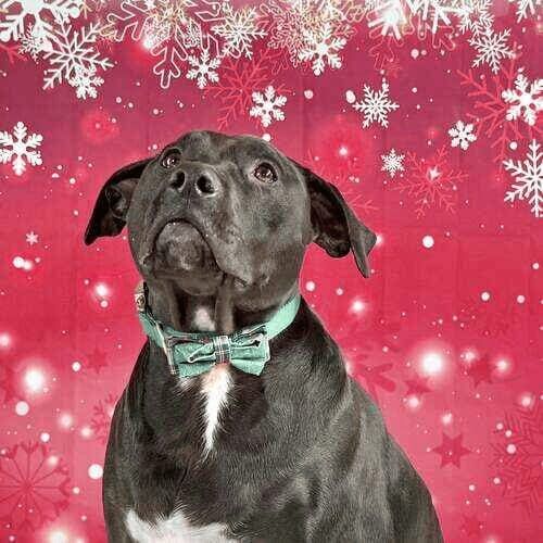 Black pitbull named Apollo participating in holiday mini dog photoshoot