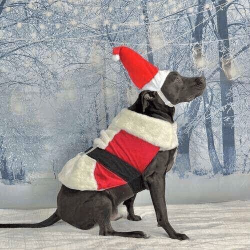 Black pitbull named Apollo wearing Santa costume during winter photoshoot