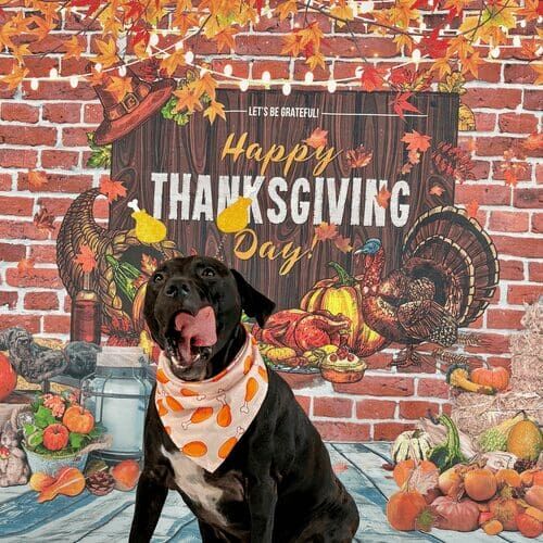Black pitbull named Apollo participating in Thanksgiving dog photoshoot