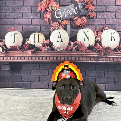 Black pitbull named Apollo wearing turkey headband during Thanksgiving photoshoot