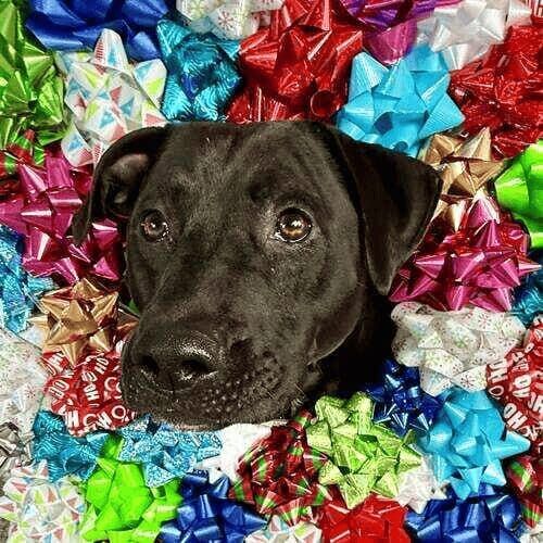 Black pitbull named Apollo posing with Christmas bows during holiday photoshoot