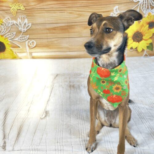 Rescue dog participating in sunflower fall photoshoot