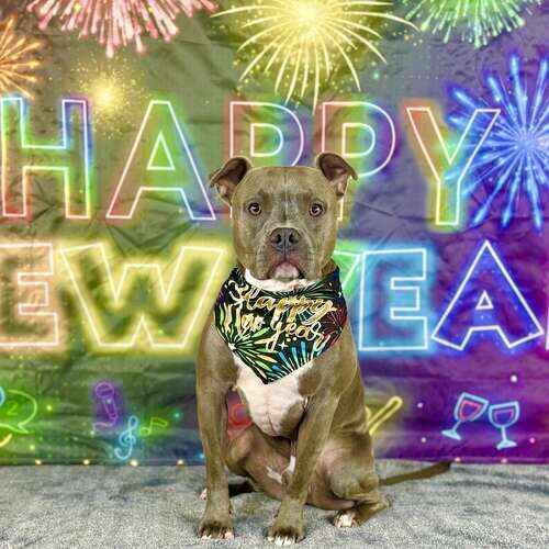 Grey pitbull named Dozer posing during New Year themed photoshoot