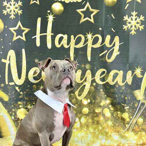 Grey pitbull named Dozer celebrating New Year during dog photoshoot