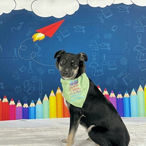Rescue dog named Gia participating in back to school dog photoshoot