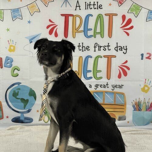 Rescue dog named Gia participating in back to school dog photoshoot