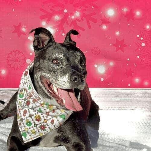 Black pitbull participating in Christmas dog photoshoot