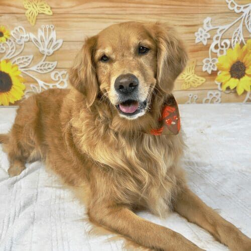 Golden retriever named Jazzy posing in sunflower fall photoshoot