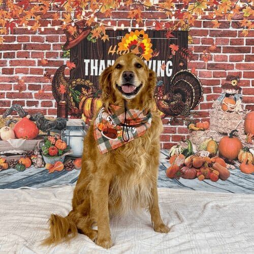 Golden retriever named Jazzy celebrating Thanksgiving during dog photoshoot