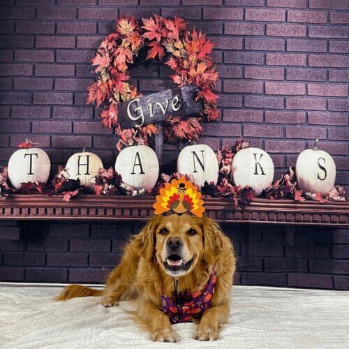 Golden retriever named Jazzy wearing turkey headband during Thanksgiving photoshoot