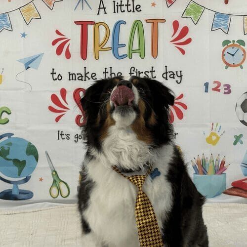 Mini Aussie named Koda participating in back to school dog photoshoot