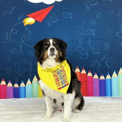 Mini Aussie named Koda participating in back to school dog photoshoot