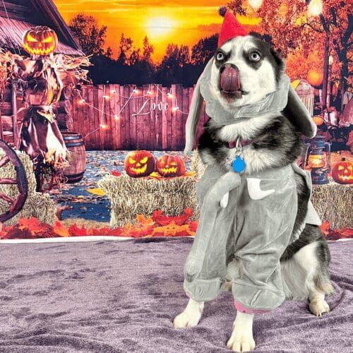Husky named Luna wearing Dumbo costume during Halloween photoshoot