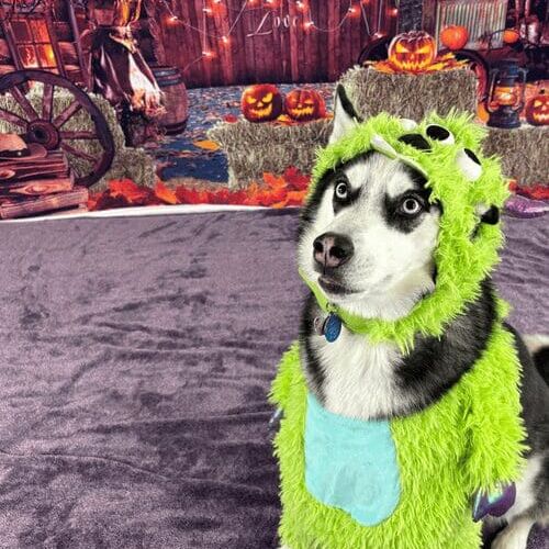 Husky named Luna wearing monster Halloween costume during photoshoot