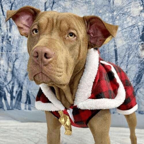 XL bully named Mella wearing winter coat during holiday photoshoot