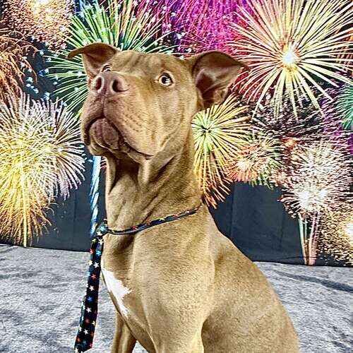 XL bully named Mella posing with fireworks during New Year photoshoot