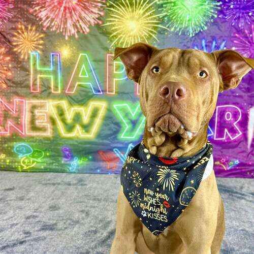 XL bully named Mella celebrating New Year during photoshoot
