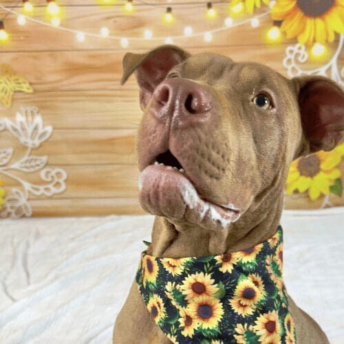 XL bully named Mella posing in sunflower fall photoshoot