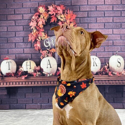 XL bully named Mella participating in Thanksgiving mini dog photoshoot