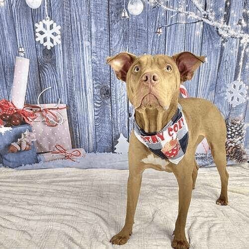 XL bully named Mella participating in winter holiday dog photoshoot