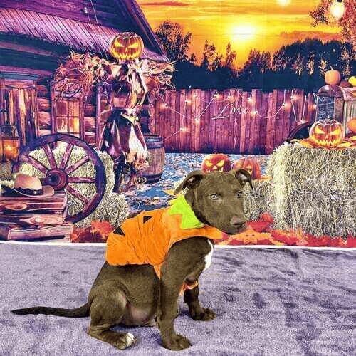 Foster puppy named Nugs wearing pumpkin costume during Halloween photoshoot
