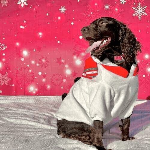 Spaniel named Opal participating in Christmas mini dog photoshoot