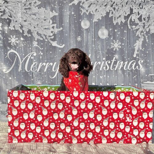 Spaniel named Opal posing with present during Christmas dog photoshoot