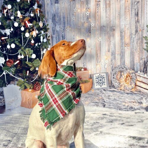 Brittany spaniel named Reuben posing during Christmas dog photoshoot
