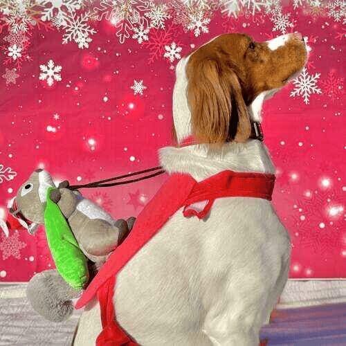 Brittany spaniel named Reuben participating in Christmas mini photoshoot