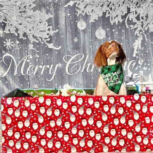 Brittany spaniel named Reuben posing with Christmas present during holiday photoshoot