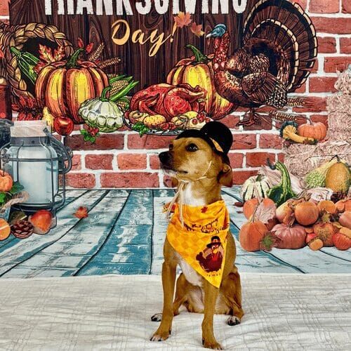 Small dog named Rosie wearing pilgrim costume during Thanksgiving photoshoot