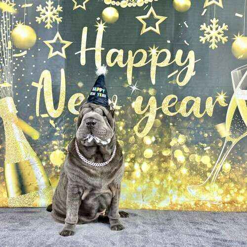 Sharpei named Sassy celebrating New Year during seasonal dog photoshoot